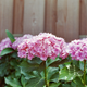 Hydrangea in my parents’ garden